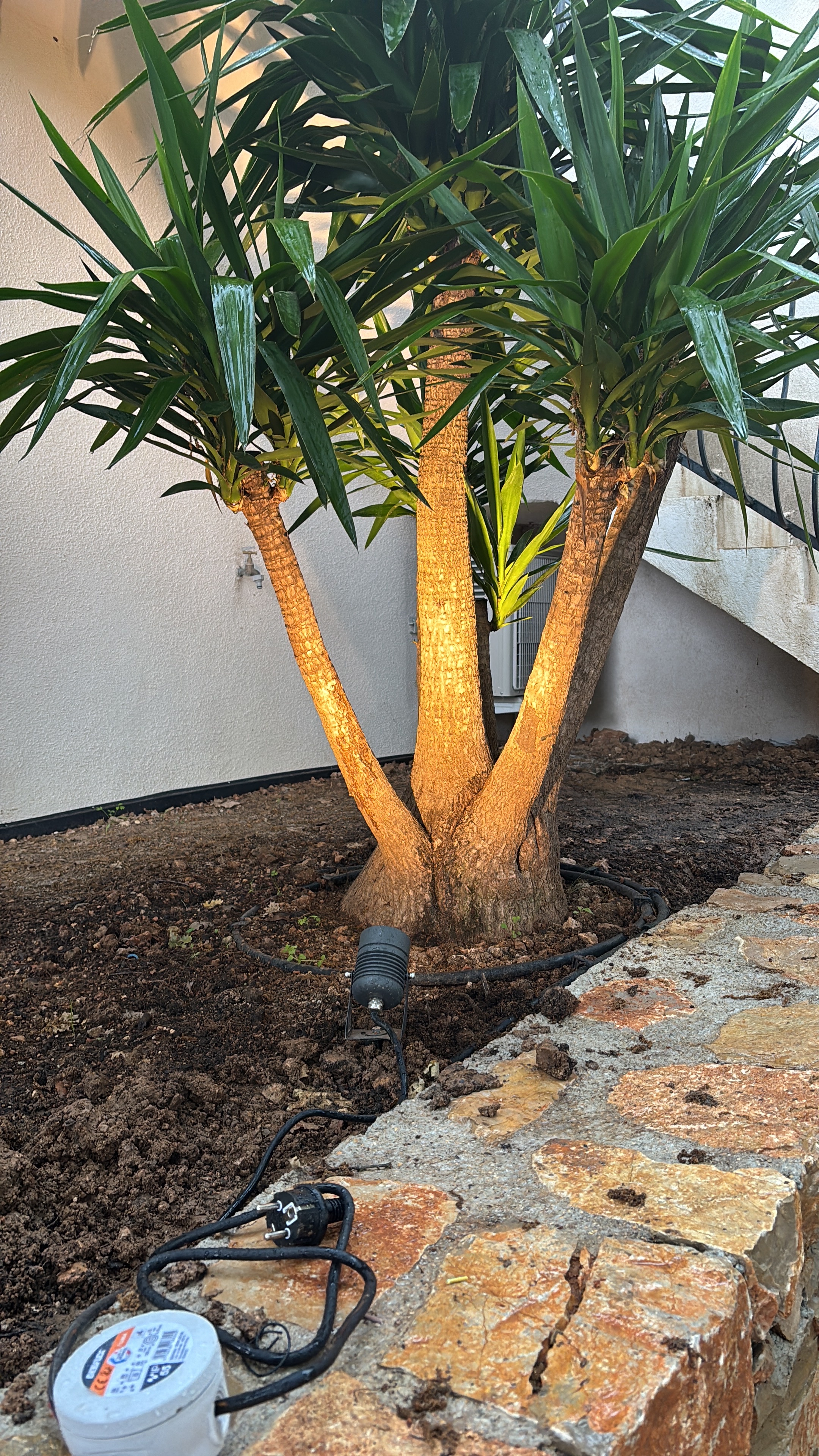 Yucca mis en lumière